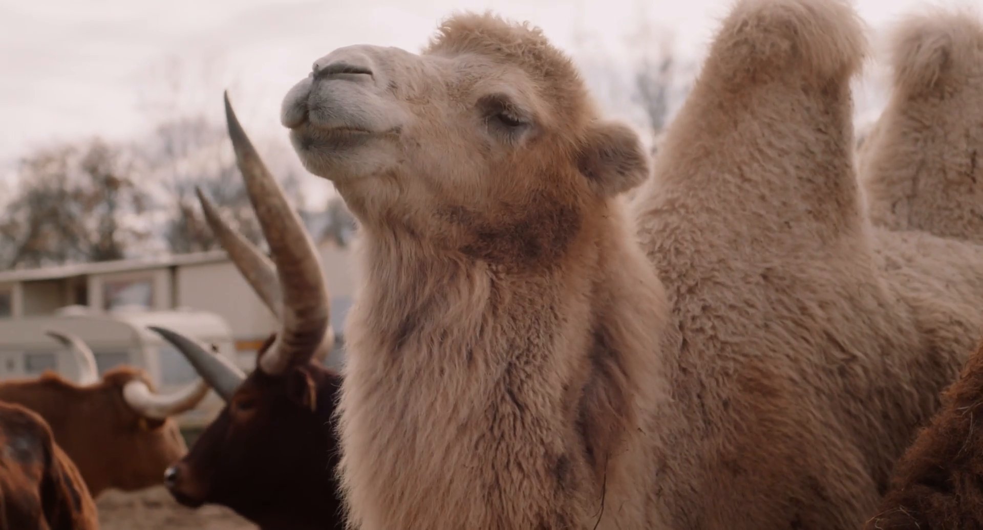 Das Bild zeigt einige der Zirkustiere